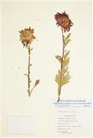 藏品(翠菊)的圖片